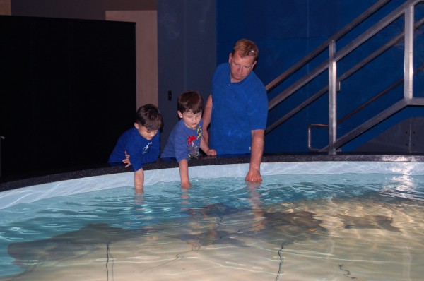 The Aquarium's ray touch pool is one of the most popular exhibits in the Bay & Ocean Pavilion.