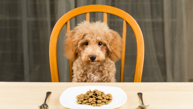 toxic food guide for pets